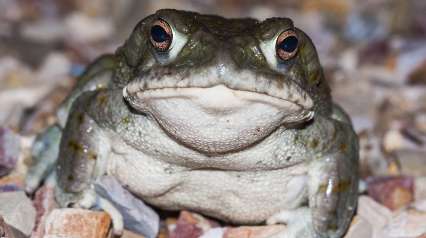The Toad That Naturally Produces DMT