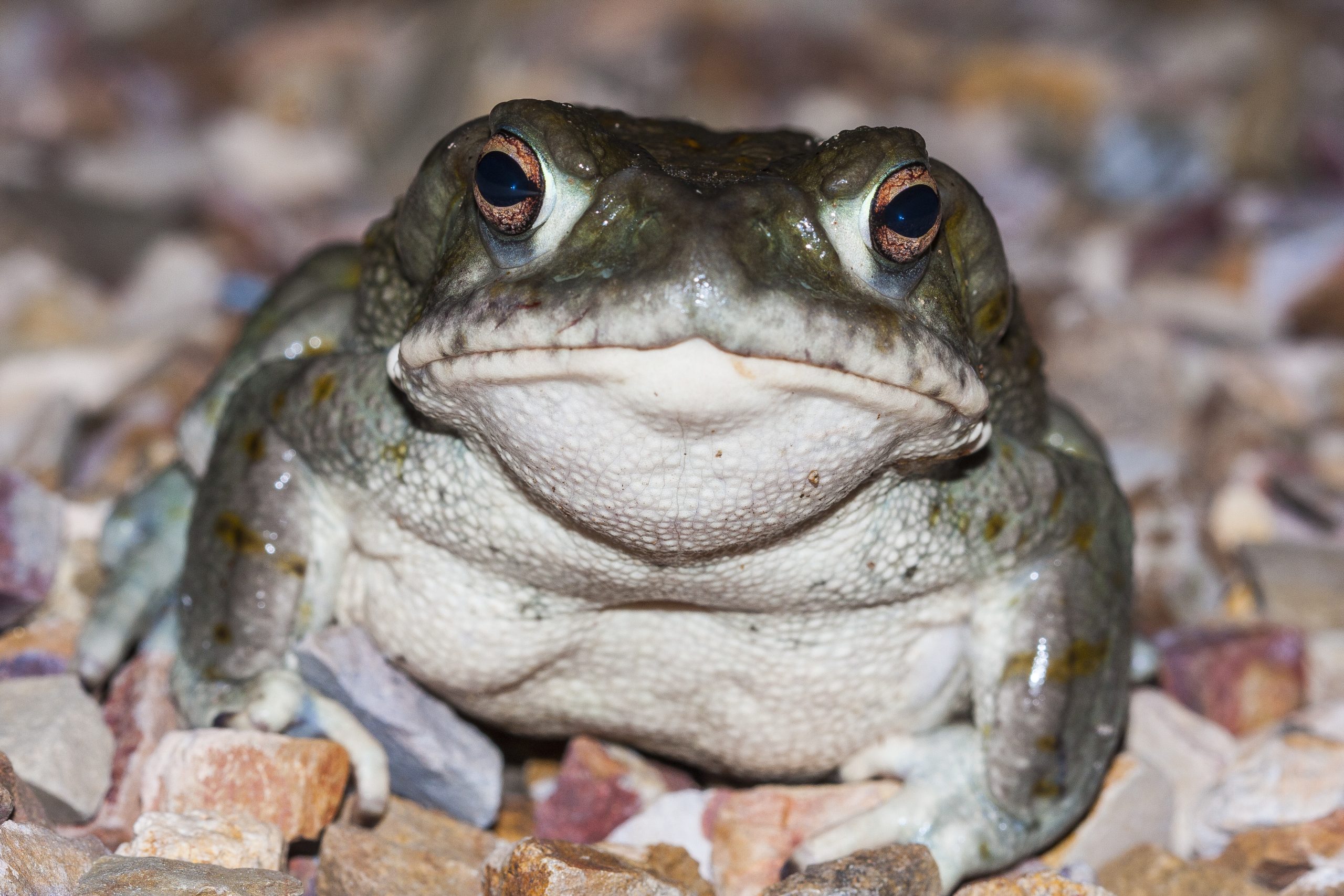 weird science toad