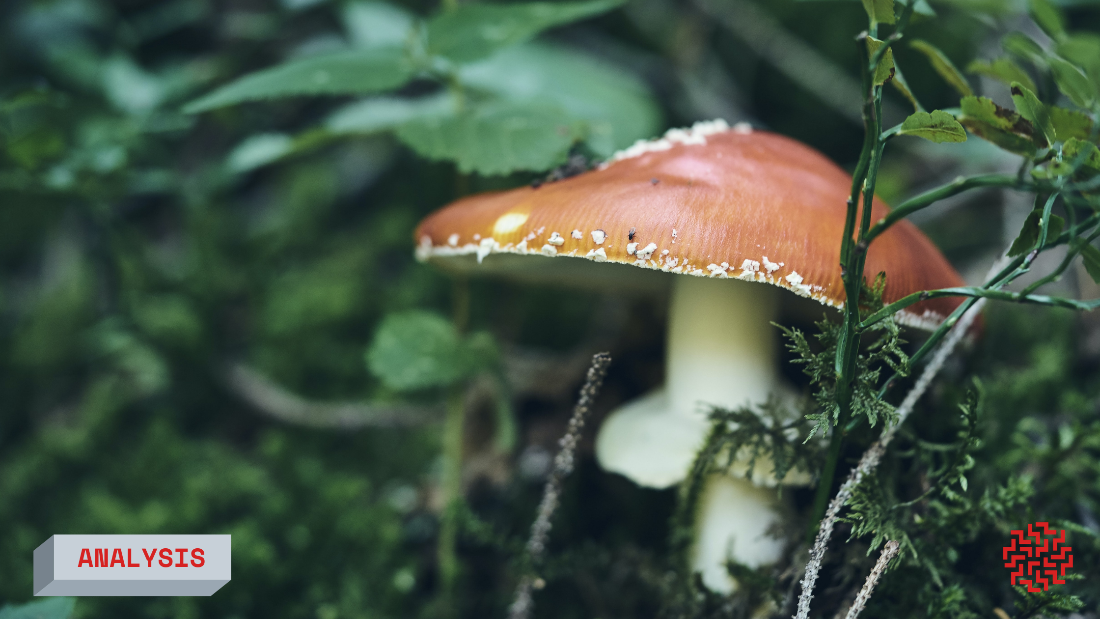 psychedelic social justice