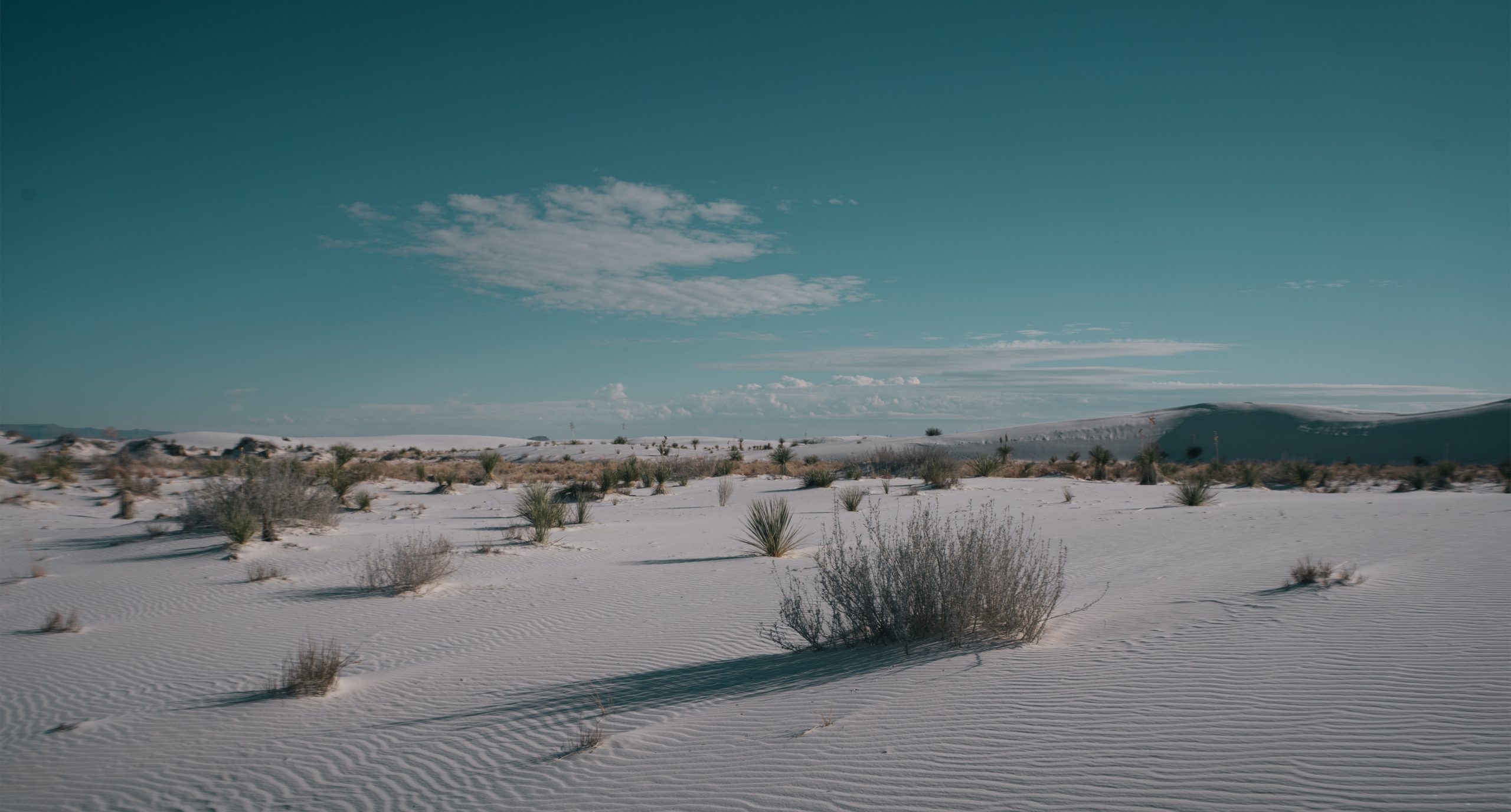 psychedelic laws New Mexico