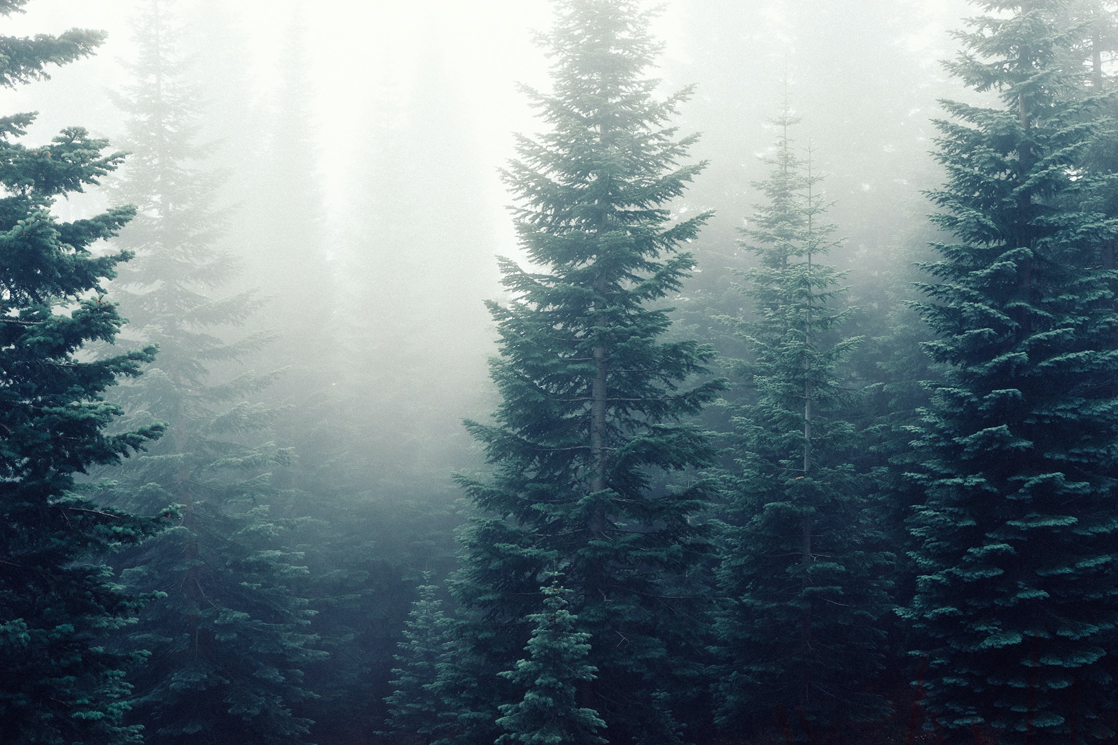 psychedelic laws in Washington state