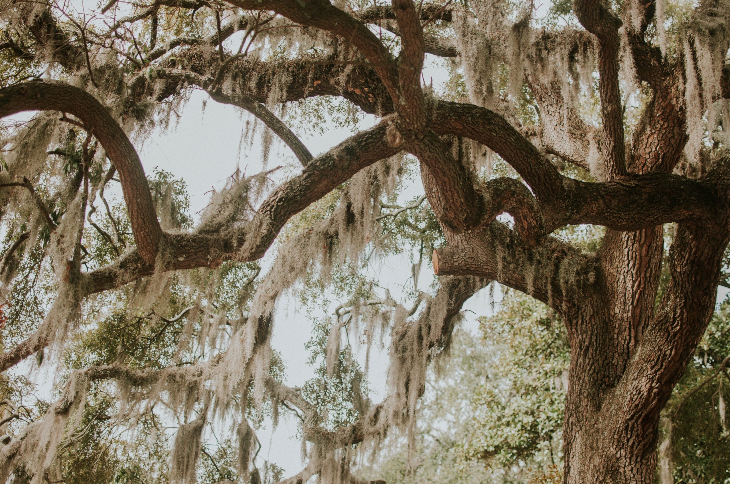 Psychedelic laws in Georgia
